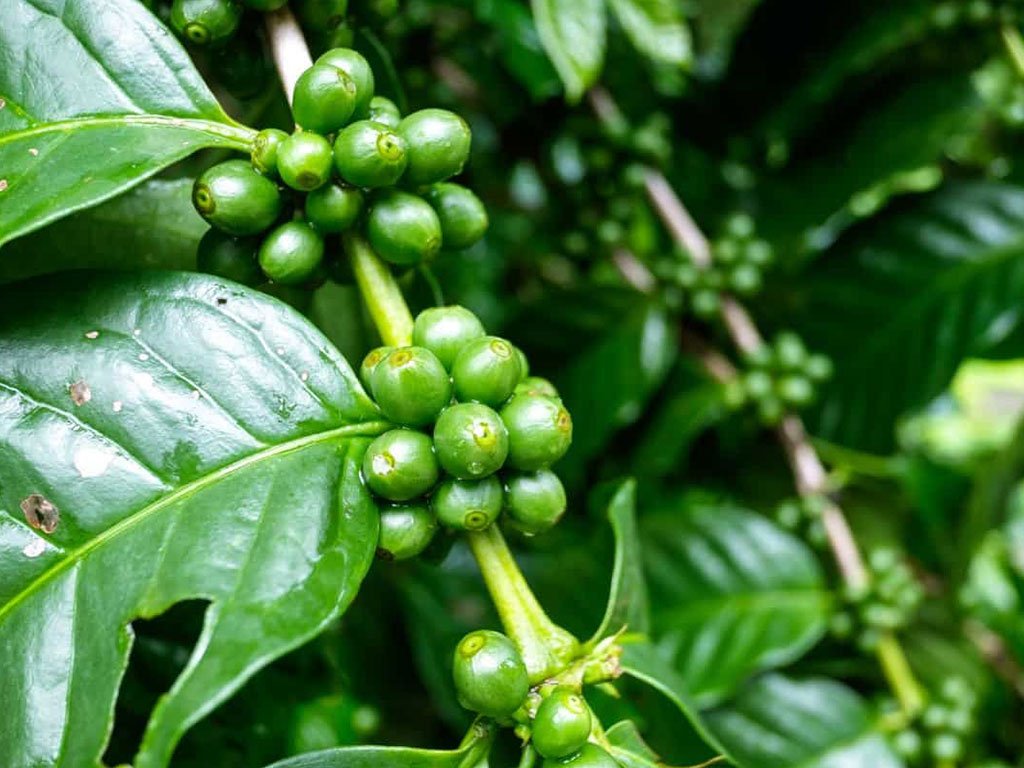 kochi-village-tour---coffe-powder-making-process-2